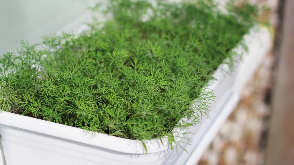 Dill