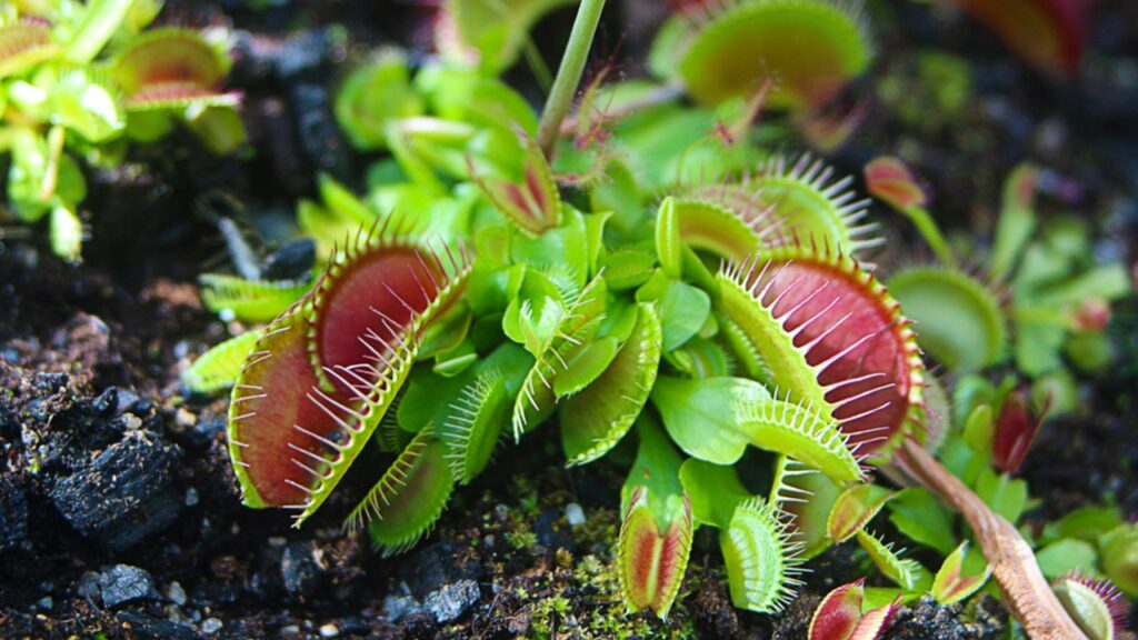 Dionaea