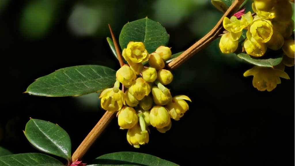 gelbe Blüten der Dotterberberitze
