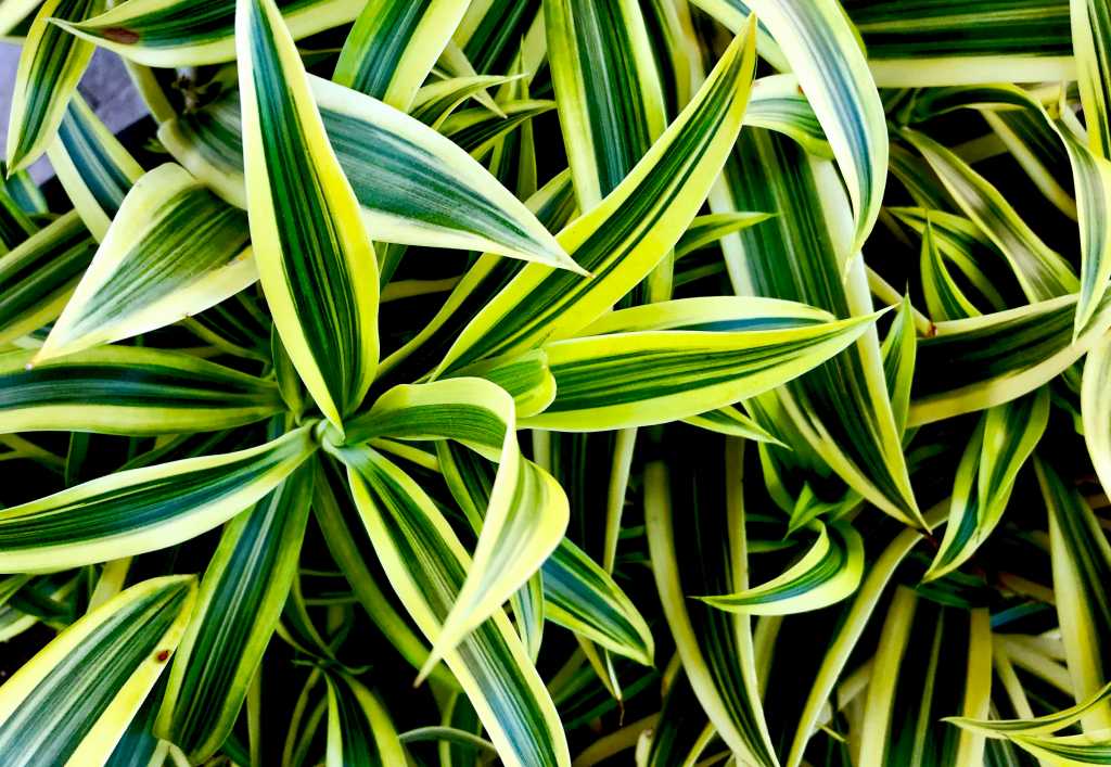 Drachenbaum (Dracaena)