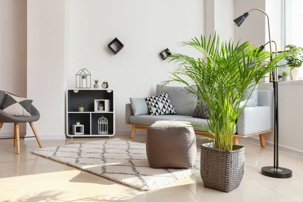 Dypsis lutescens