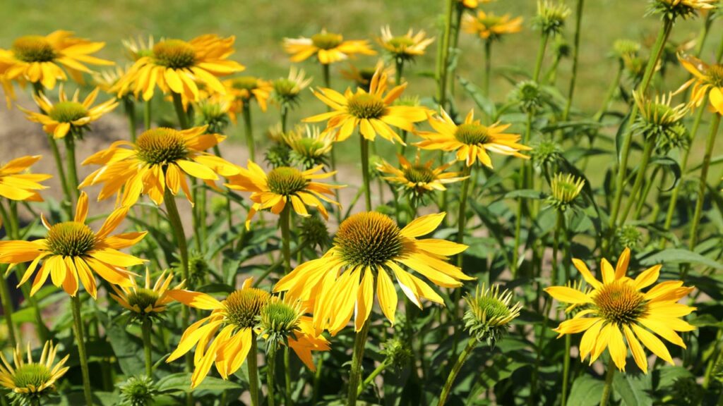Sonnenhut (Echinacea)