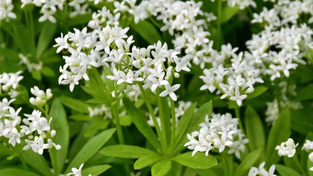 Der Waldmeister ist ein wohlriechendes heimisches Wildkraut, welches sowohl zu den Schattenpflanzen als auch zu den Heilkräutern zählen kann.