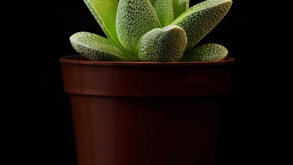 Crassula tecta im Topf.
