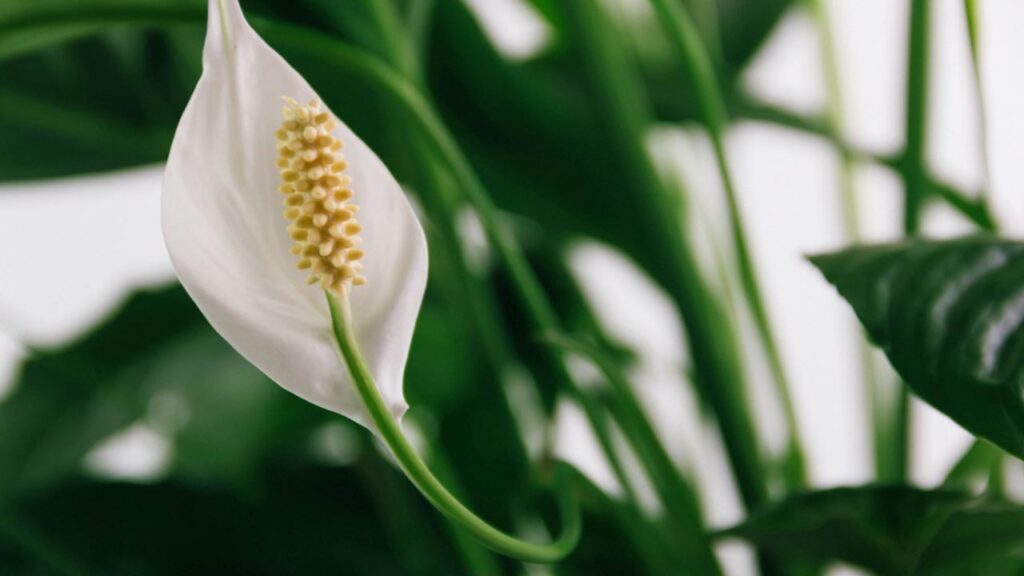 Nahaufnahme von der Blüte