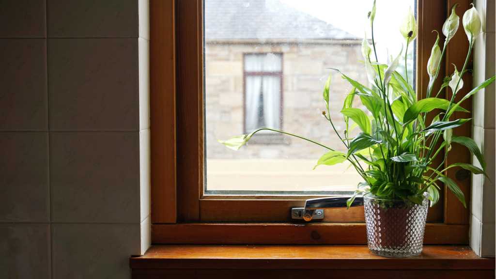 Das Spathiphyllum fühlt sich sowohl im Licht als auch im Schatten sehr wohl und wächst bei der richtigen Pflege auch im Badezimmer sehr schön.