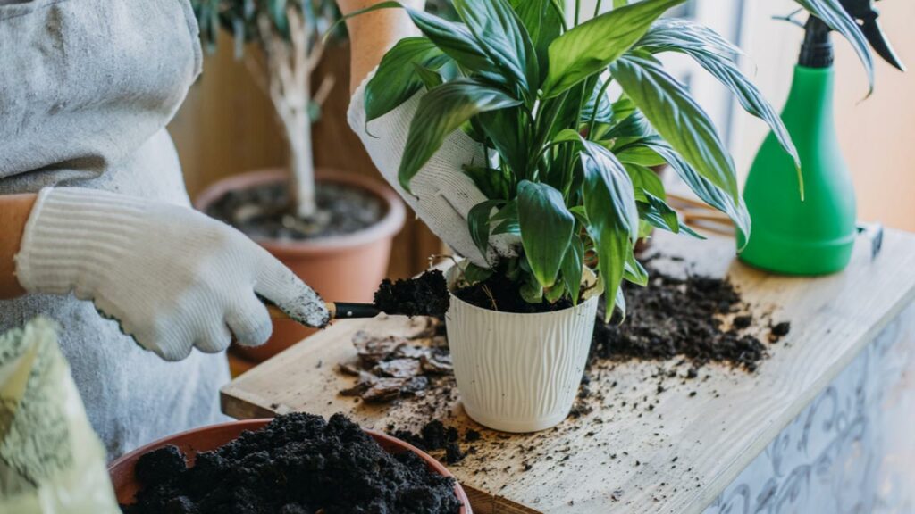 Einblatt wird umgetopft von einer Frau mit Handschuhen 