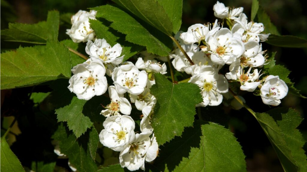Weiße Blüten der Elsbeere zwischen grünen Blättern