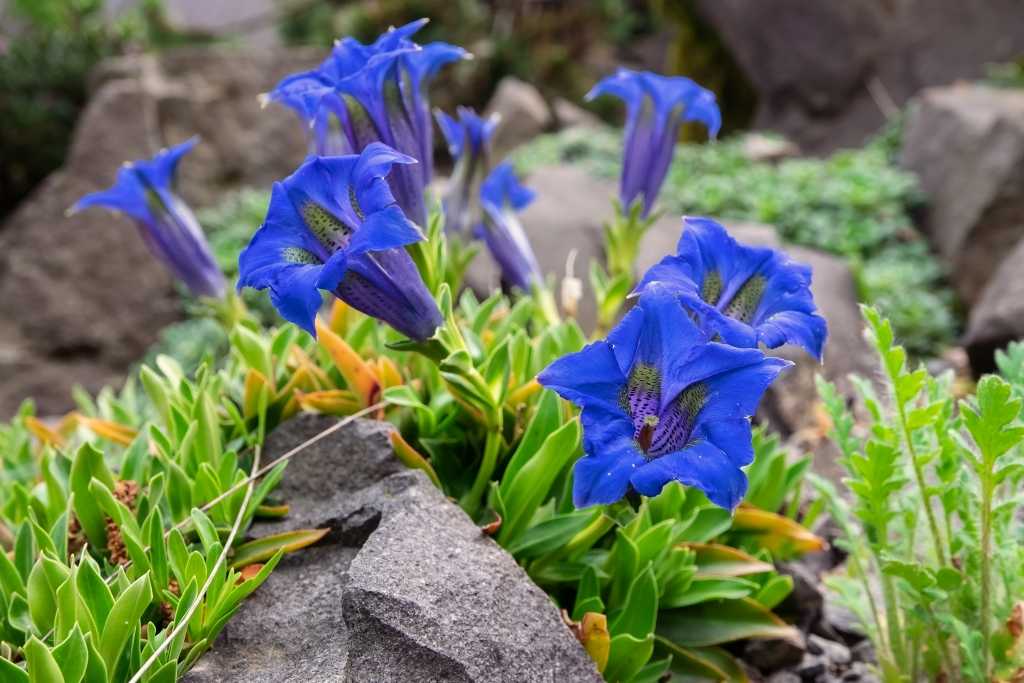 Blauer Enzian zwischen Steinen