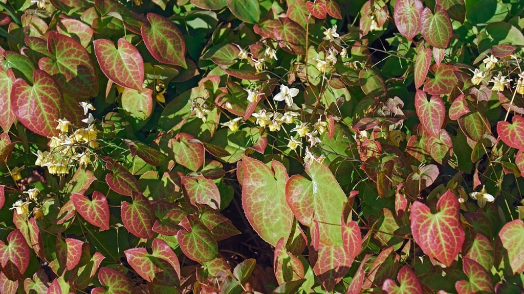 Elfenblumen gehören zu den Berberitzengewächsen. 