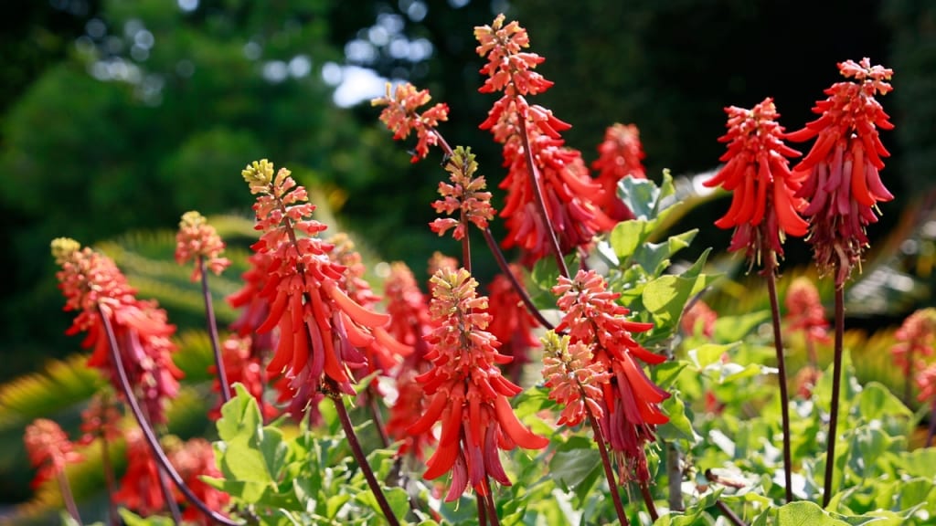 Rote Blüten eines Korallenbaums im Garten