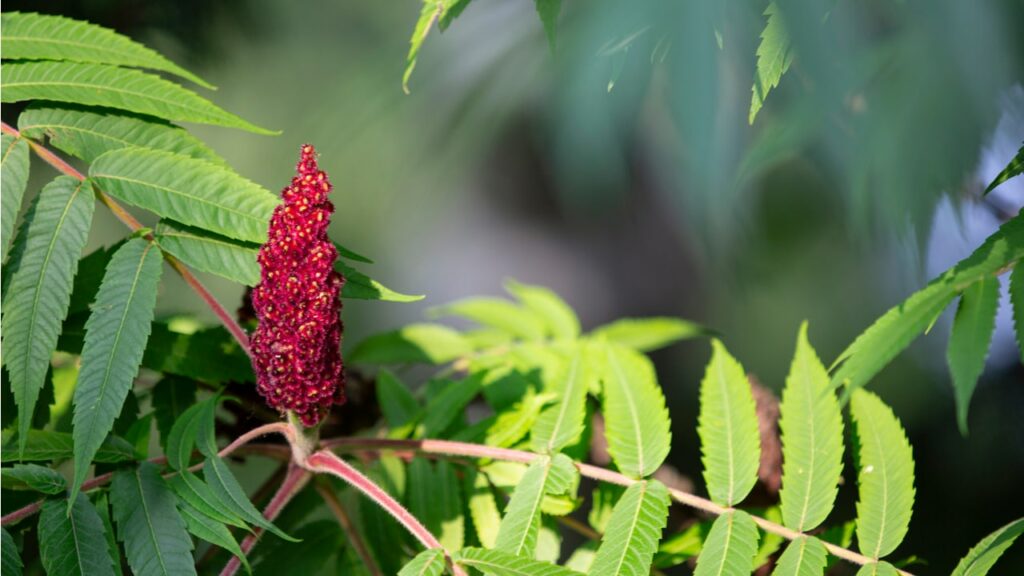 Roter Fruchtstand eines Essigbaums zwischen grünen Fiederblättern