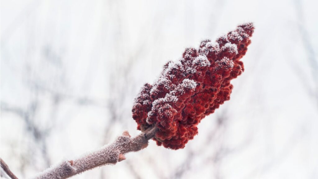Vereister roter Fruchtstand eines Essigbaums im Winter
