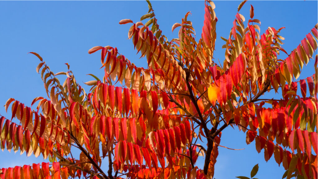 Essigbaum mit leuchtend rotem Herbstlaub vor blauem Himmel
