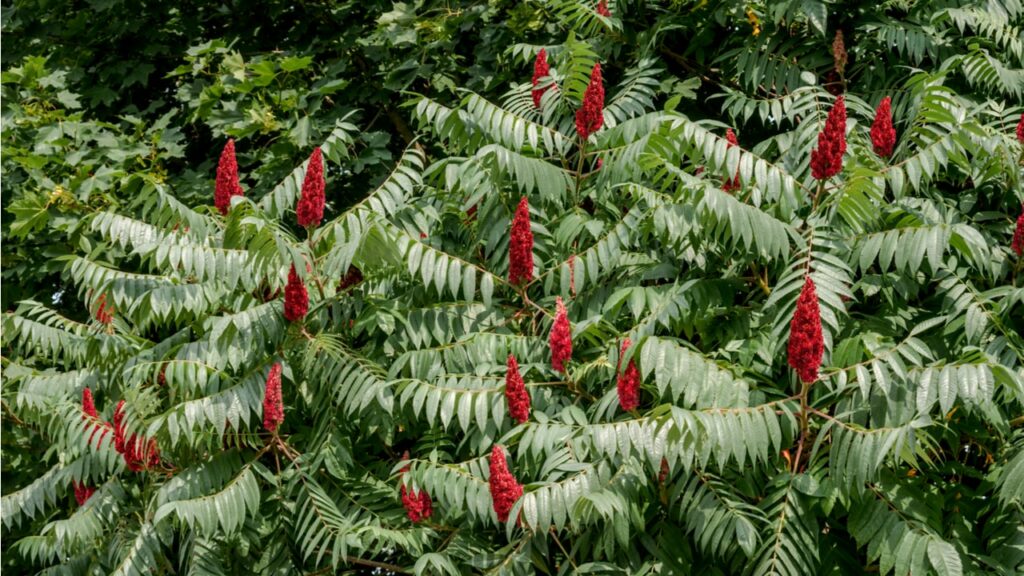 Essigbaum mit roten Fruchtständen und grünen Fiederblättern