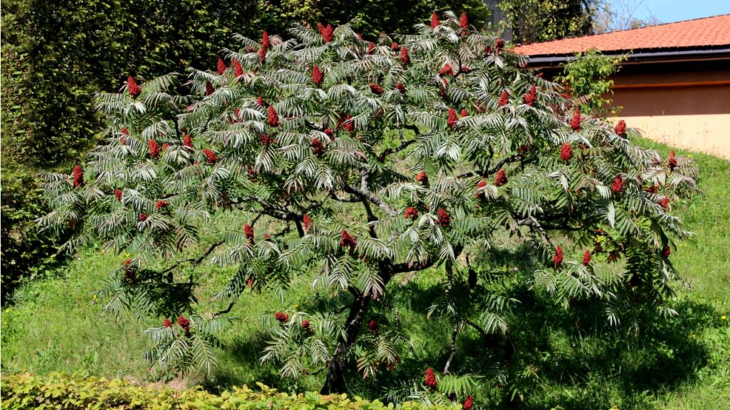 Essigbaum als Strauch mit roten Fruchtständen