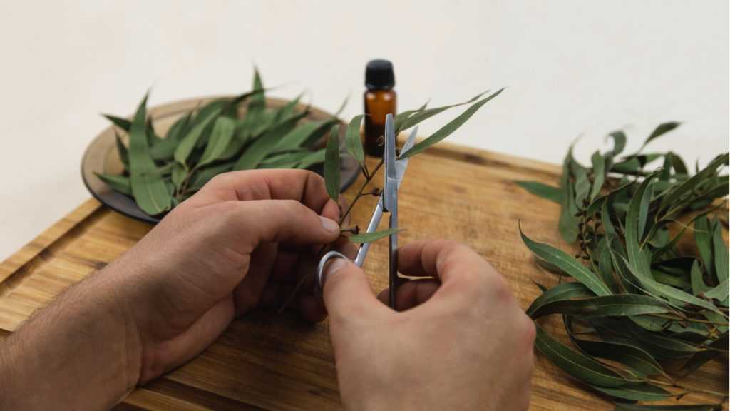 Eukalyptus liegt auf einem HolzbrettHände schneiden Blätter vom Zweig ab