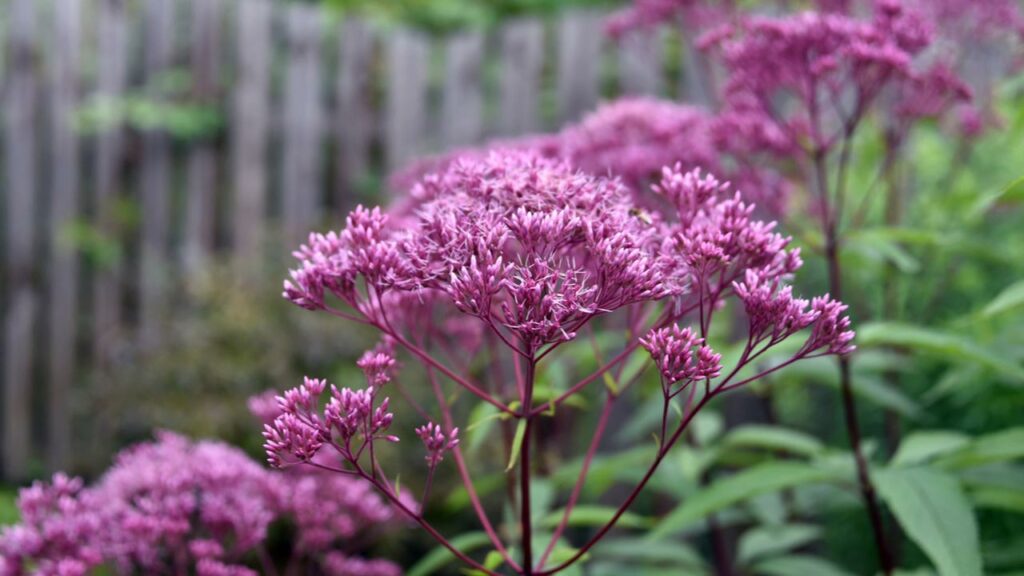 Gefleckter Wasserdost (Eupatorium maculatum)