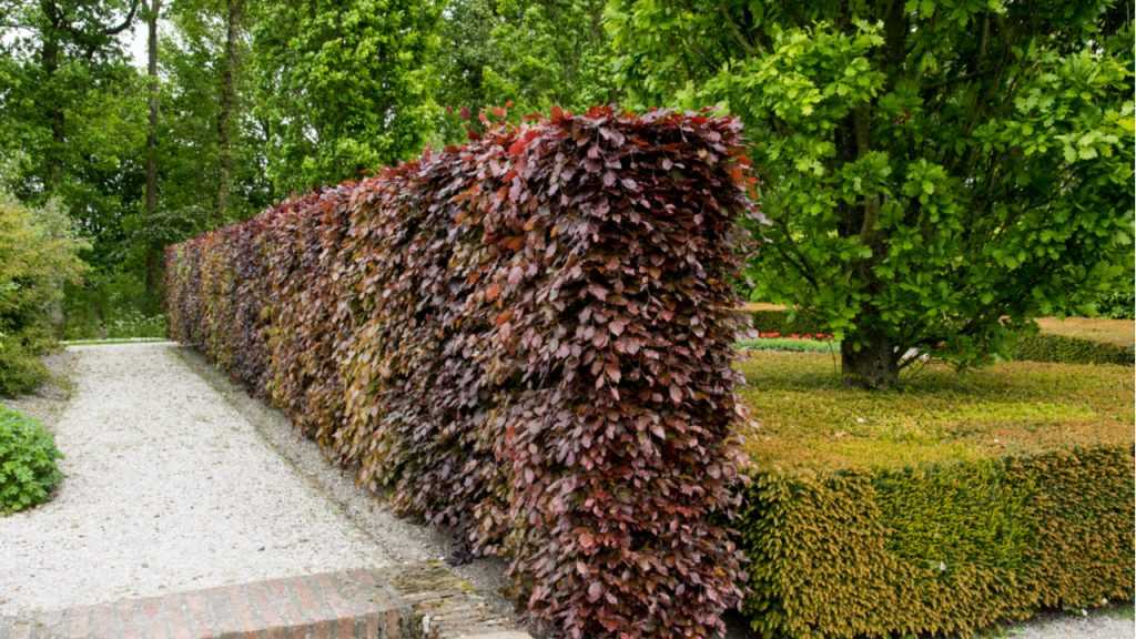 Rotbuche als Sichtschutz.