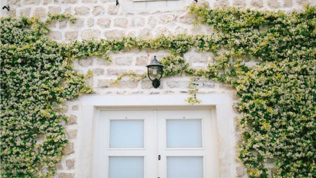 Falscher Jasmin wächst an Hauswand