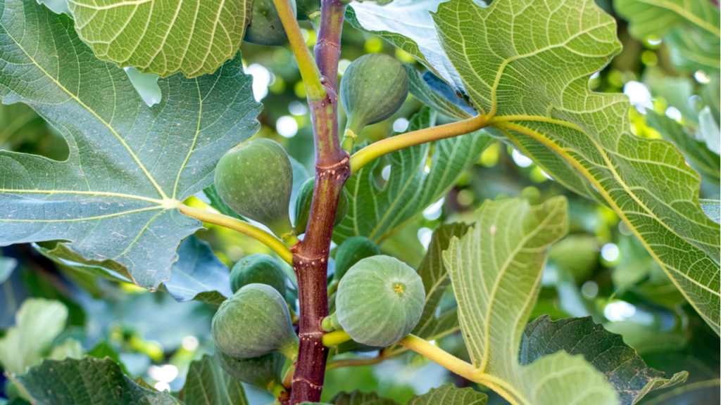 Das Feigenbaum Überwintern sollte bis zu den Eisheiligen andauern.
