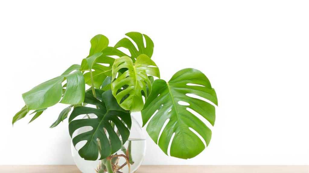 Grüne Monstera in einer Glasvase