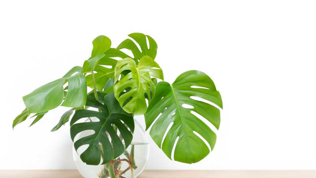 Monstera deliciosa mit geschlitzten grünen Blättern