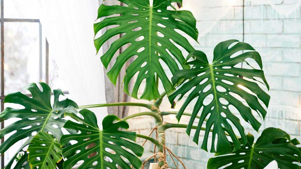 Fensterblatt (Monstera deliciosa)