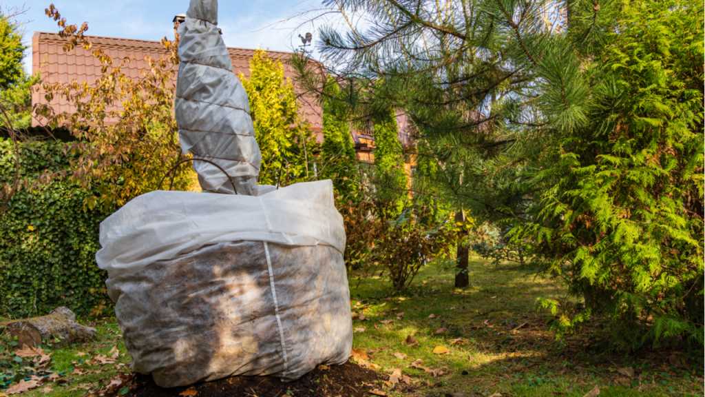Beim Feigenbaum Überwintern ist auf eine nicht zu luftdichte Verpackung zu achten, da sonst Schimmel droht.