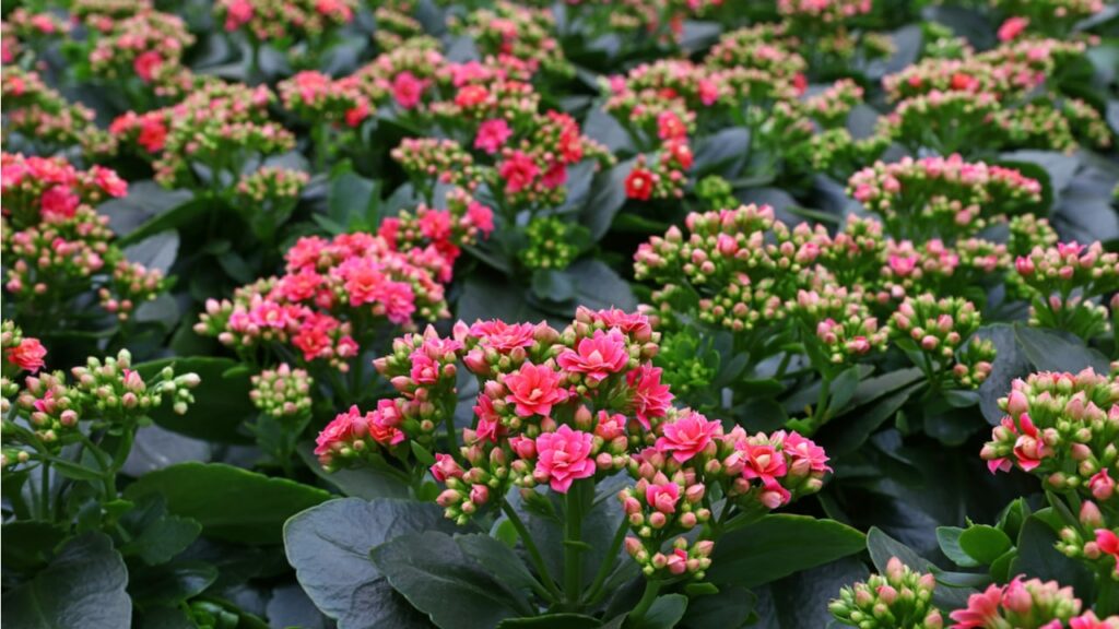 Pink blühende Flammende Käthchen