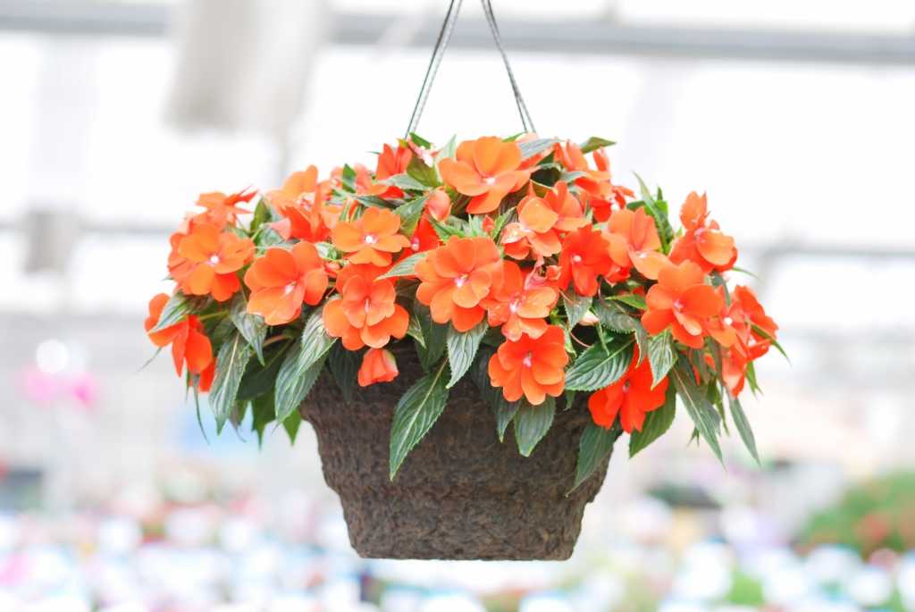 Fleißiges Lieschen Blumenampeln