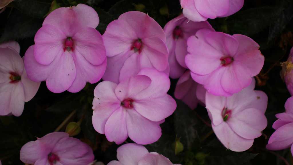 Rosafarbene Blüten des Fleißigen Lieschens