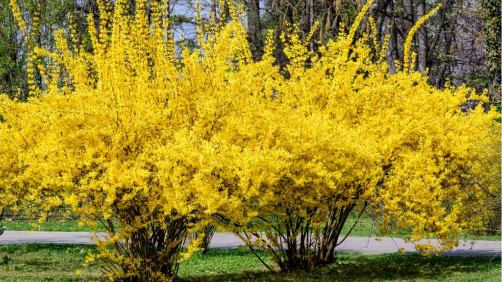 Forsythie im Freien.