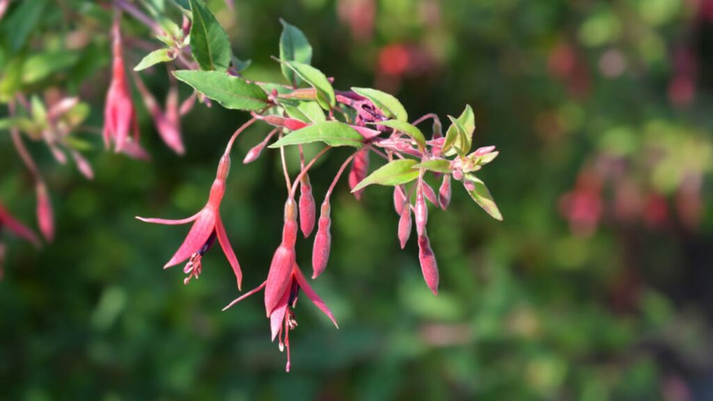 Schlanke Fuchsie (Fuchsia magellanica var. gracilis)