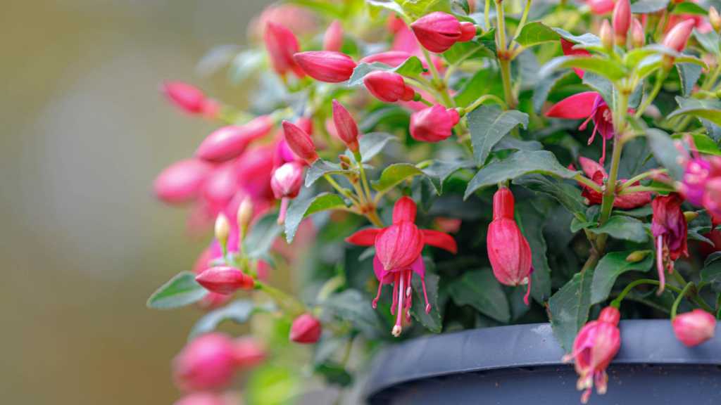 Rotrosa blühende Fuchsie in einem Hängetopf