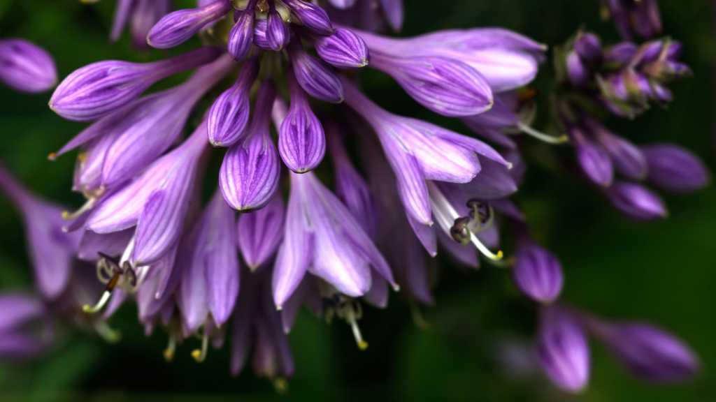 Violette Blütentraube einer Funkie