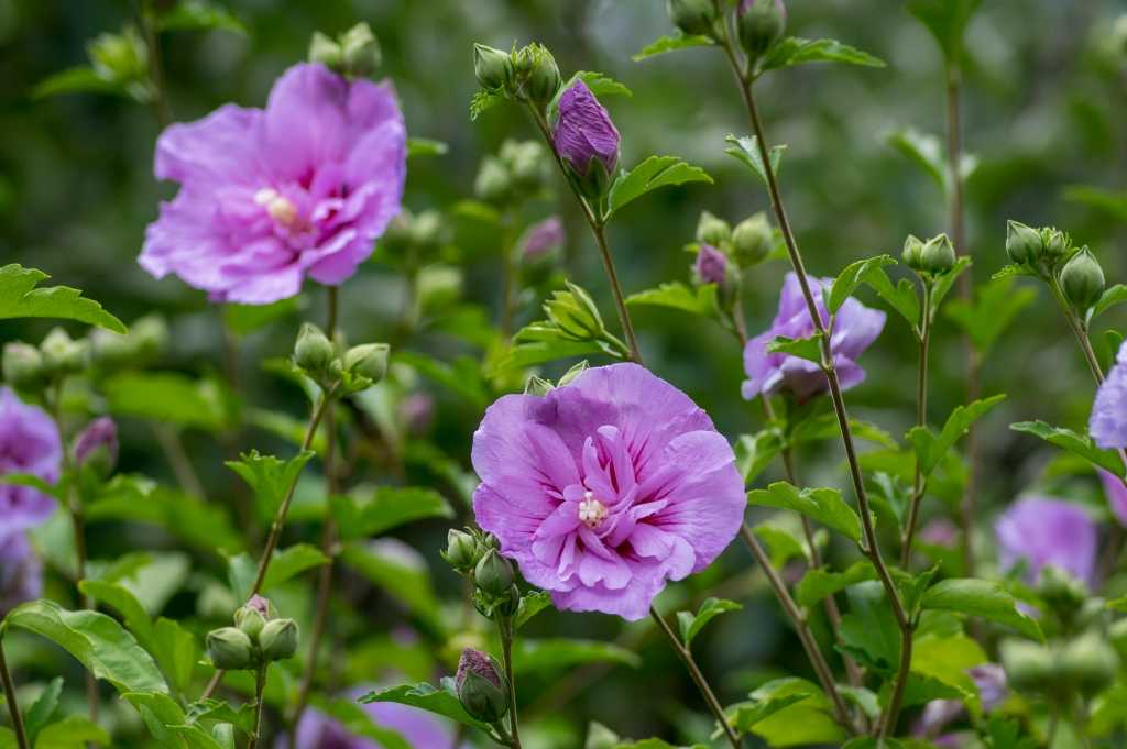 Violettrosa Hibiskusblüten und Knospen