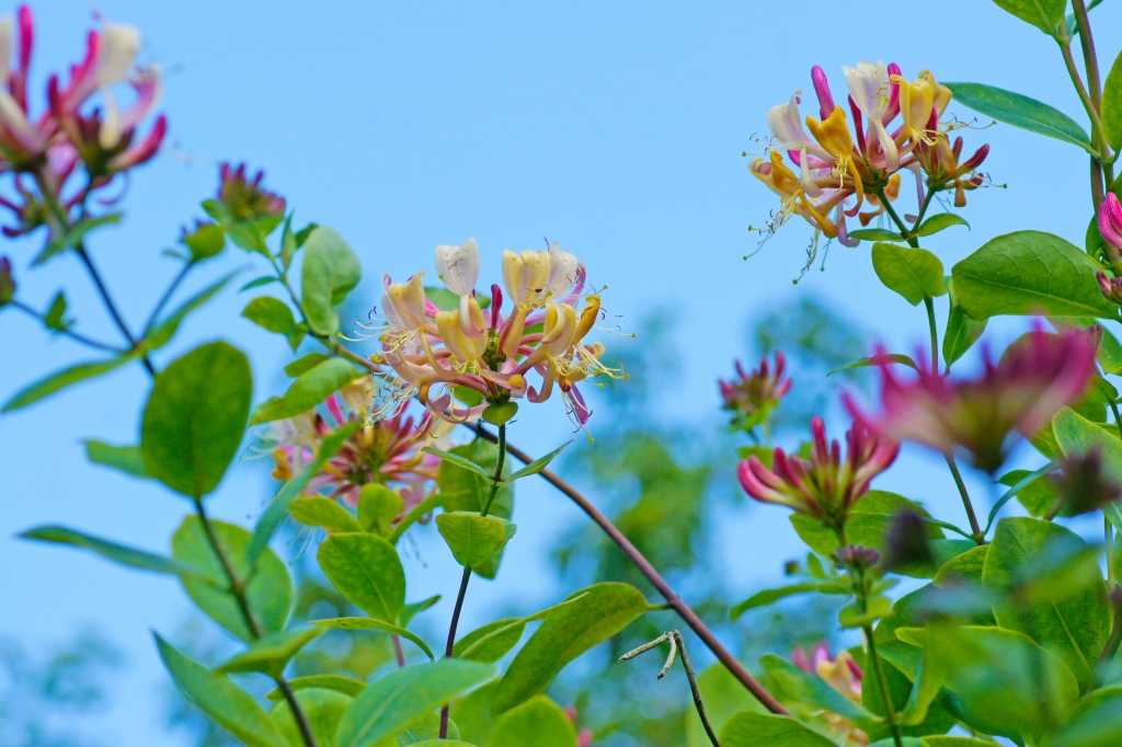 Blühendes Geißblatt mit gelb-rosa Blüten