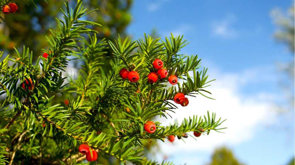 Gemeine Eibe (Taxus baccata)