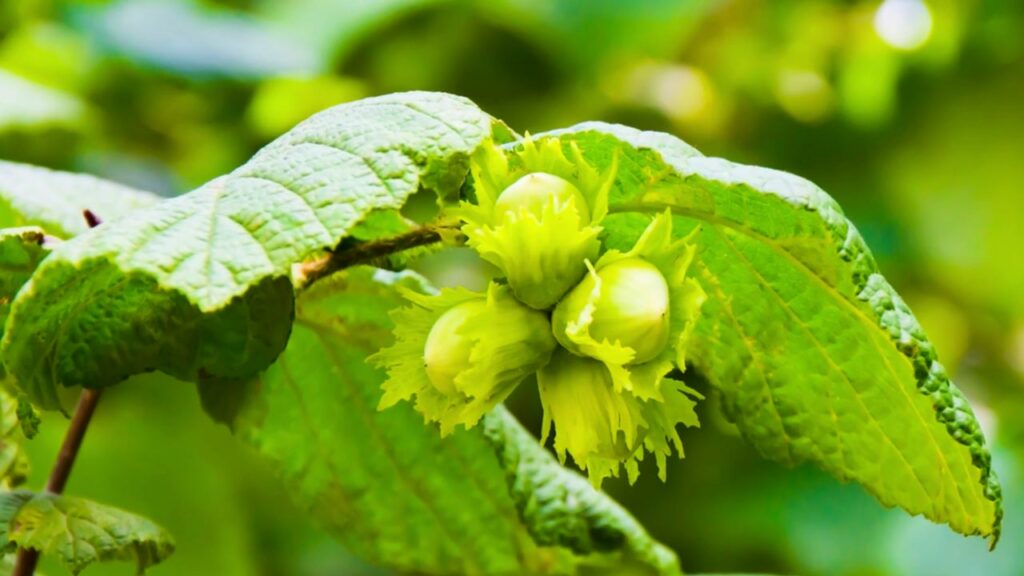 Gemeine Hasel (Corylus avellana)