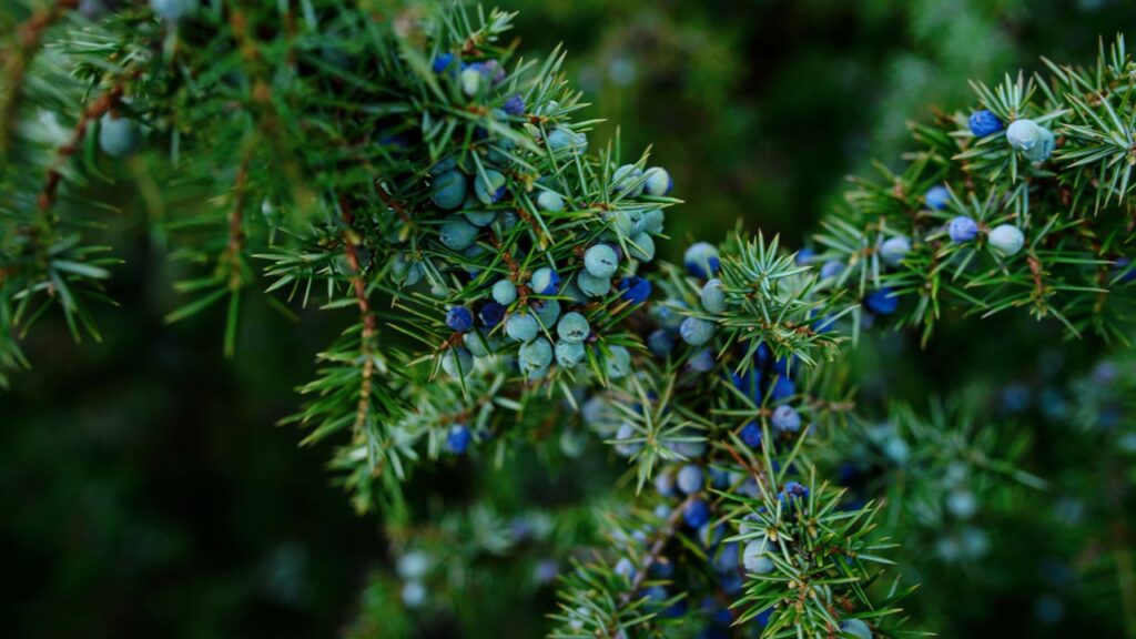 Gemeiner Wacholder (Juniperus communis)