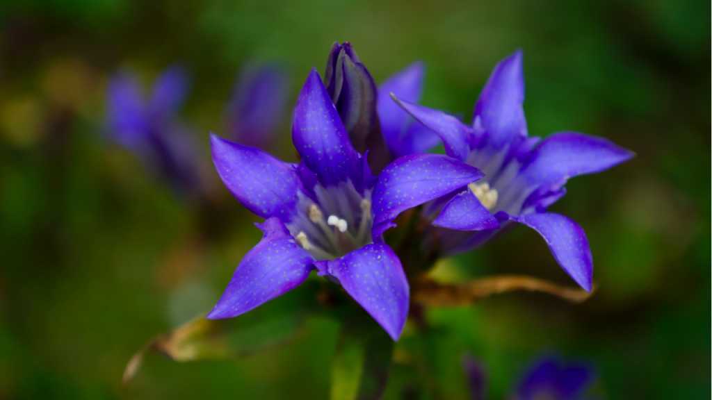 Dunkelblaue Blüten des Herbst-Enzians