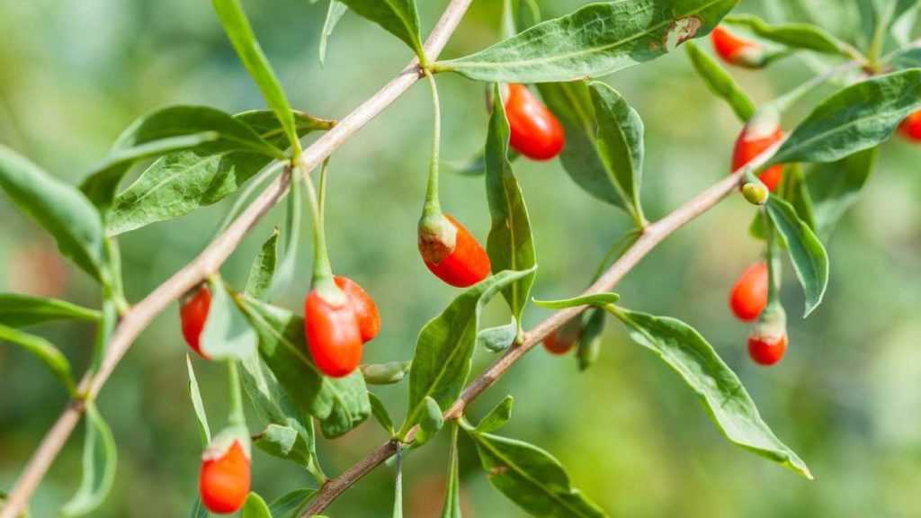 Rote Goji-Beeren an einem Zweig