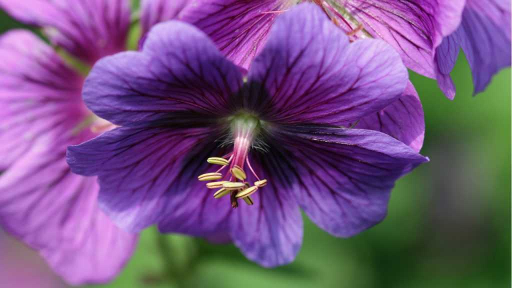 Nahaufnahme der Blüte des Storchenschnabel