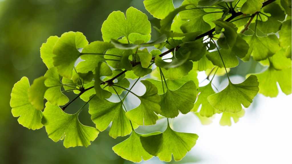 Blätter des Ginkgo
