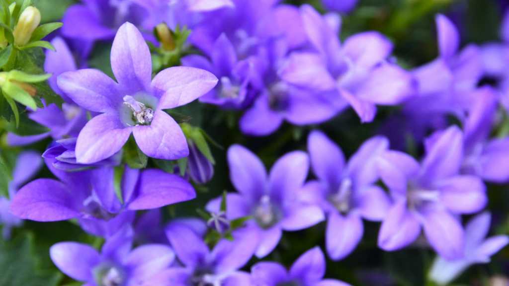 Blaue Glockenblumen in Nahaufnahme