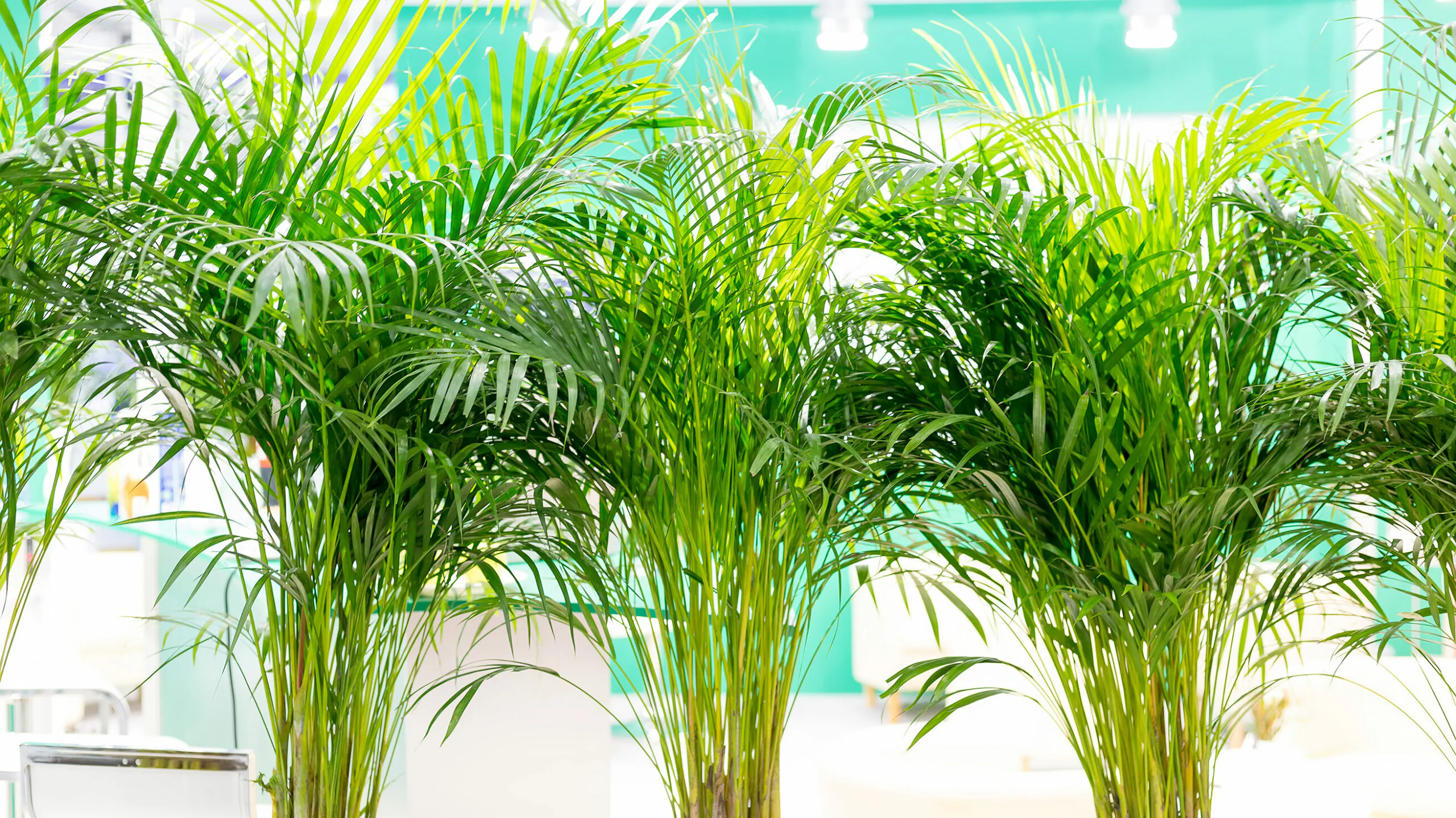 Mehrere Goldfruchtpalmen (Areca catechu)