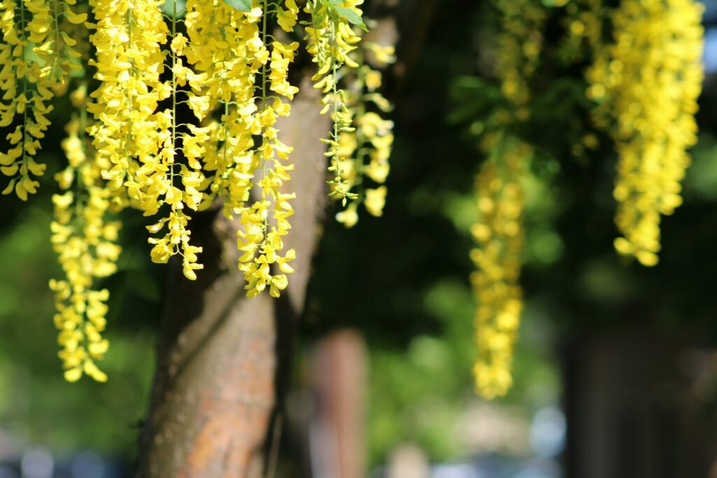 Goldregen gelbe Blume