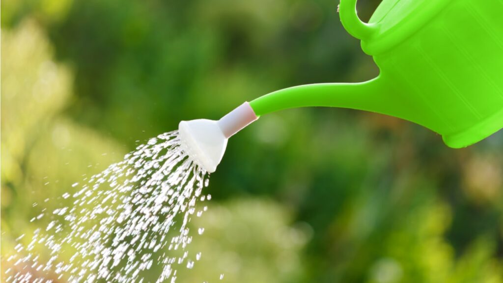 Grüne Gießkanne versprüht Wasser