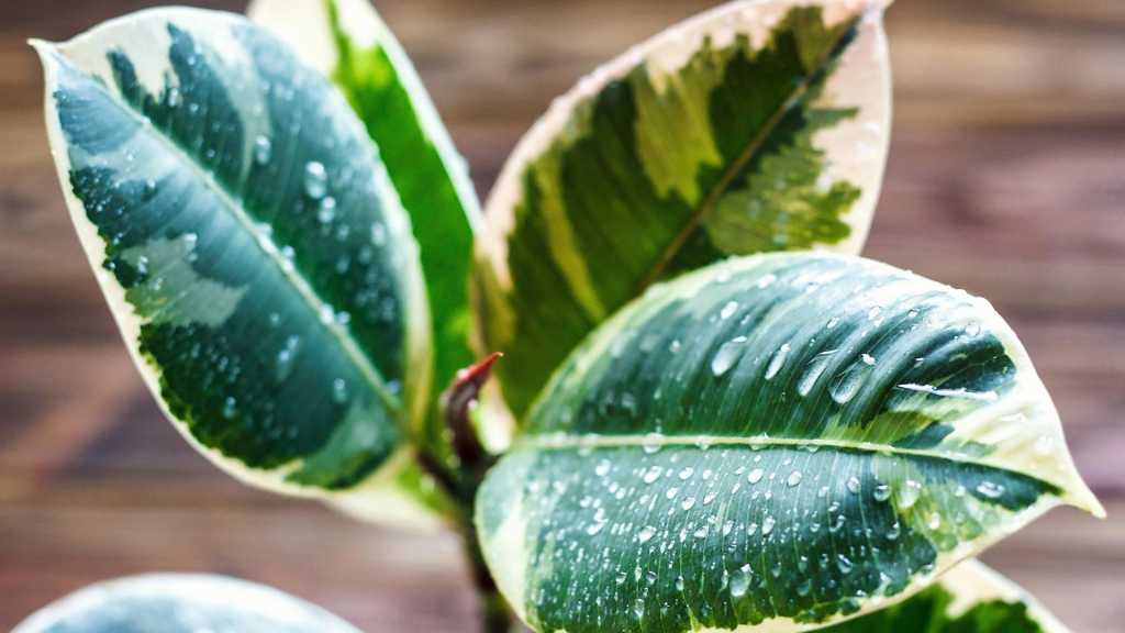 Gummibaum (Ficus elastica)